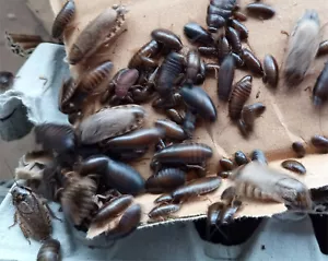 starter colony lobster roach cockroach Nauphoeta cinerea LIVE FOOD - Picture 1 of 4