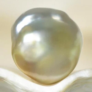 Perla del Mar del Sur Bicolor Barroco 11,65 mm Maluku Indonesia 1,64 g sin perforar - Imagen 1 de 7