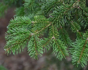 Abies nordmanniana / Nordmann Fir, Peat Free, Christmas Tree, 3L 40-60cm - Picture 1 of 3