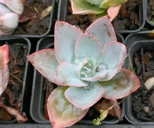 Echeveria white rose X Echeveria cante 8cm - Picture 1 of 2