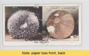 1938 Wills The Sea-Shore Tobacco Sea-urchin #38 READ 0a1