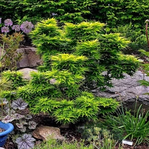 10 "DWARF" Japanese Maple Tree Seeds (Mikawa yatsubusa) UNIQUE Hemp Herb Bonsai - Picture 1 of 15