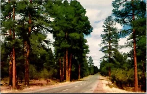 Postal de bosque de pinos ponderosa de Arizona Highway Going Through Ponderosa - Imagen 1 de 2