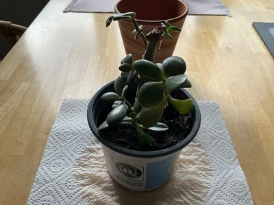 Jadebaum. Geldbaum  Crassula ovata  Dickblatt - Bild 1 von 2