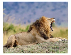 Foto Mail Lion Roar 8x10 8,5" x 11" - Imagen 1 de 1