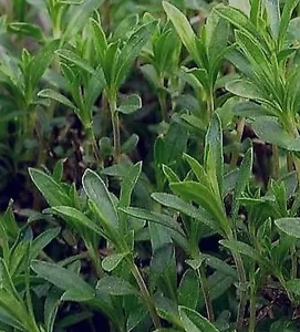500 Samen Bergbohnenkraut Bohnenkraut winterhart mehrjährige Satureja montana - Bild 1 von 3