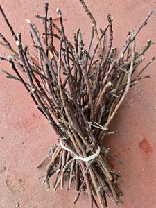 1 Lb Apple Wood Chew Sticks Twigs Treats 10~12"L Chinchilla Rabbit Guinea Pig - Picture 1 of 10
