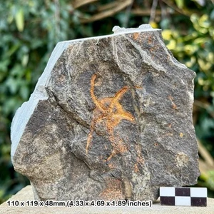 Fossil brittle stars (ophiura) - ordovician draa valley morocco - genuine - Picture 1 of 1