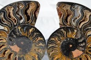 9769 RARE 1in100 BLACK Ammonite PAIR Deep Crystals 110myo FOSSIL XXL 146mm 5.7" - Picture 1 of 10
