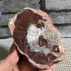 GLORIOUS COLOR Madagascar Petrified Wood Round 215 d029 - Picture 1 of 11