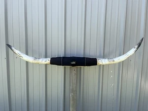 MOUNTED STEER HORNS 6 Feet 3” wide LONGHORN POLISHED MOUNT BULL COW - Picture 1 of 4