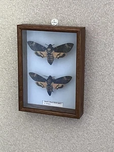 Stunning pair of Death’s Head hawk moths (A.atropos) n solid oak Frame - Picture 1 of 1