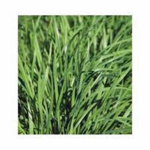 CHIVE SEED, HERB, HEIRLOOM, 25+ SEEDS, FLAVORFUL CHIVES, EASY TO GROW - Picture 1 of 1