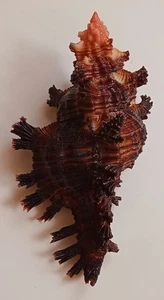 Sea shell chicoreus saulae 90.1mm, gem, nice form, perfect - Picture 1 of 6