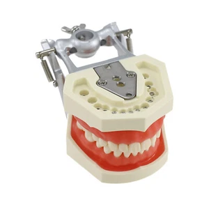 Dental Typodont Modello Kilgore NISSON 500 Style 28 Pezzi Supporto Palo Denti Rimovibile - Foto 1 di 37