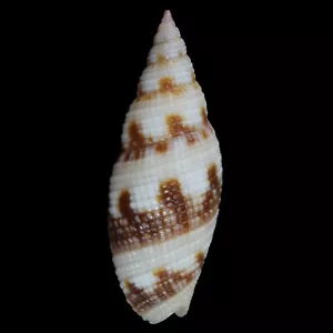 MITRA (Neocancilla) MACULOSA (Palawan, Filipinas) 20,6 mm #47641 - Imagen 1 de 3