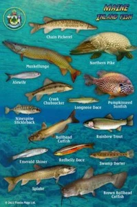 Maine Inland Fish Waterproof Identification Card 4x6 - Imagen 1 de 2