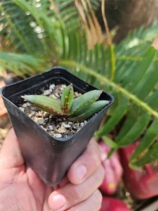 Aloe Pearsonii - Small Rooted Cutting - Picture 1 of 3