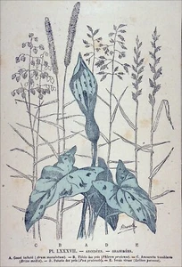 BOTANIQUE, HERBIER - GRAMINÉE & AROÏDÉE: ARUM, FLÉOLE, PÂTURIN, BRIZA, IVRAIE - Imagen 1 de 3