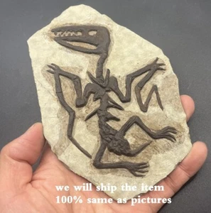 Unique Pterosaur Fossil Rare Chinese Triassic Period Collection - Picture 1 of 4