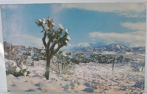 California Desert - Joshua Tree in Winter - - Picture 1 of 2