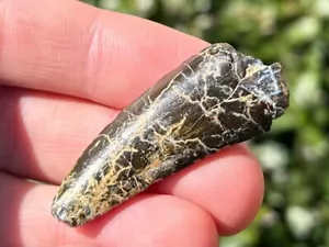 NICE Uzbekistan Tyrannosaur Dinosaur Tooth Timurlengia Bissektinskaya Fm T-Rex - Picture 1 of 9