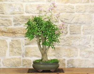 Bonsai di Lagerstroemia a fiore lilla (36) - Bild 1 von 7