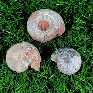Sonderpreis! 67G Beautiful Konvolut Pack Perm ganz Perm Ammonit Fossil - Bild 1 von 7