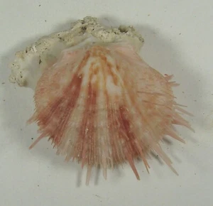 SPONDYLUS OCCIDENS 56mm SUPER CHOICE SPECIMEN Bohol, Philippines - Picture 1 of 2