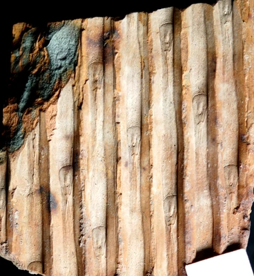 Carboniferous fossil plant extinct detailed tree lycopod trunk Sigillaria voltzi - Image 1 of 4