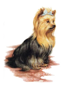YORKSHIRE TERRIER NIEDLICHE HUNDEGRÜSSE NOTIZKARTE SCHÖNER SITZENDER HUND - Bild 1 von 1