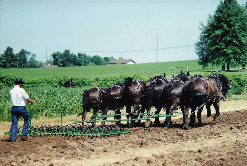 Enganche de caballo de tiro Percheron en Horse Progress Days en Mt Hope Ohio postal Foto 1 de 1