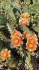 Kaktus Opuntia, Winterhart, seltene Farbe, Getopfte Opuntie
