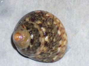 PHORCUS MUTABILIS SPECTACULAR PATTERN - Imagen 1 de 2