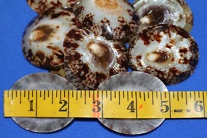Owl Limpet Seashells Brown Cream Tan Colors, Large Size SS-107 - Picture 1 of 12