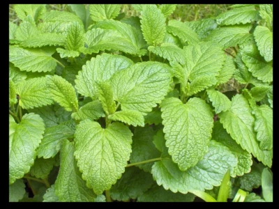 Set Da 2 Piante Melissa Citronella Bio 30/40 CM Tagliare 15 20 CM Sonno - Immagine 1 di 2