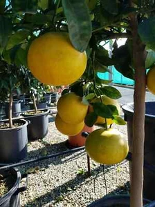10 ROSA GRAPEFRUIT-SAMEN + „KOSTENLOSER VERSAND“ - Bild 1 von 2