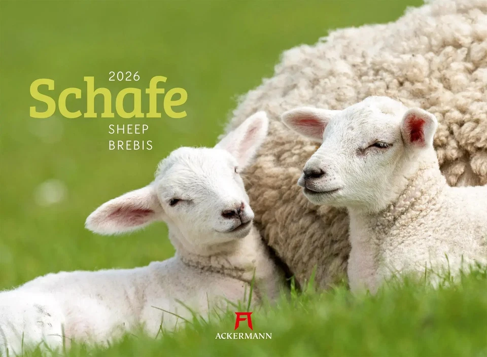 Schafe Kalender 2026 | Ackermann Kunstverlag GmbH | Kalender | Spiralbindung