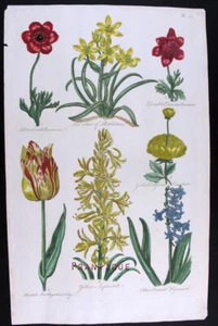 1757, ANTIKER DRUCK HÜGEL Hand/Farbe GROSSE FOLIO AMETHYST TULPE, ANEMONE ETC UY2 - Bild 1 von 4