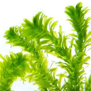 Buy Elodea Densa – Live Freshwater Aquarium Plant | Oxygenating, Easy-Care - Picture 1 of 3