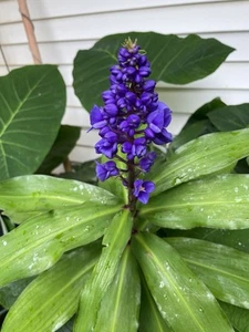 Hawaii Grown Blue Ginger Dichorisandra Thyrsiflora cutting stock 1 single - Picture 1 of 5