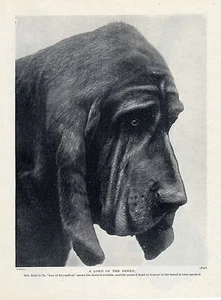 BLOODHOUND HEAD STUDY REYNELTON DOG LOVELY ORIGINAL DOG PRINT PAGE FROM 1934 - Bild 1 von 1