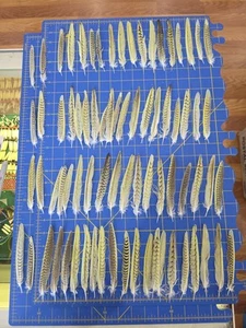 Lote de 77 plumas de cola de loro cacatúa amarillo gris cautiverio Y91 - Imagen 1 de 5