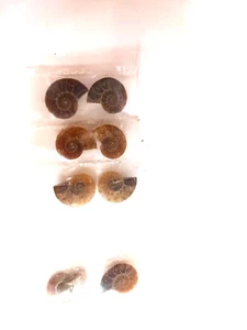 Versteinerte Miniatur Perlglanz Ammonit Scheiben zur Schmuckherstellung/Sammeln - Bild 1 von 4