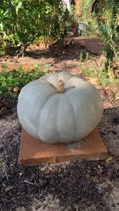Giant Grey Organic Pumpkin 60 Seeds – Rare Heirloom Variety – LIMITED STOCK - Picture 1 of 2