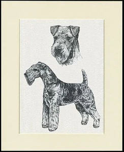 LAKELAND TERRIER DOG SKETCH PRINT MOUNTED READY TO FRAME - Picture 1 of 1