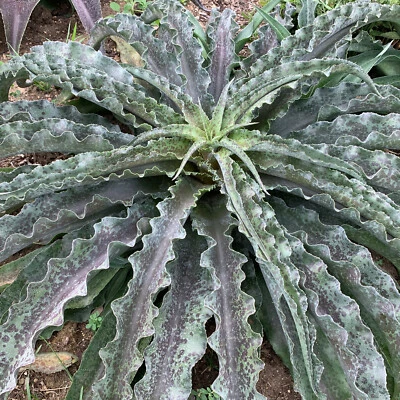 "Dreadlocks" Mangave STARTER Plant Agave/Manfreda Hybrid Amazing Twisted Leaves! - Image 1 of 4