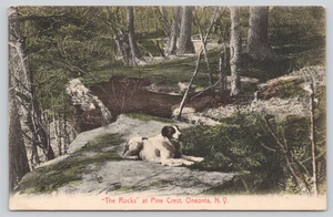 Postcard RPPC Lily Pad Narrows Onchiota New York - Solitude - Woodland Lake - Picture 1 of 2