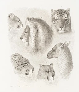 W. HEINE (1827-1885), Köpfe von Raubkatzen, Radierung Realismus Tiere 1850-1899 - Bild 1 von 5
