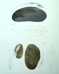 Natural History Shells Seafood Lithograph 19th Century - Picture 1 of 1
